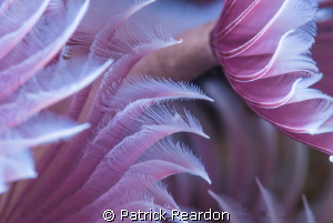 Feather duster worms.  Nikon 105 mm and SubSea 5X diopter. by Patrick Reardon 